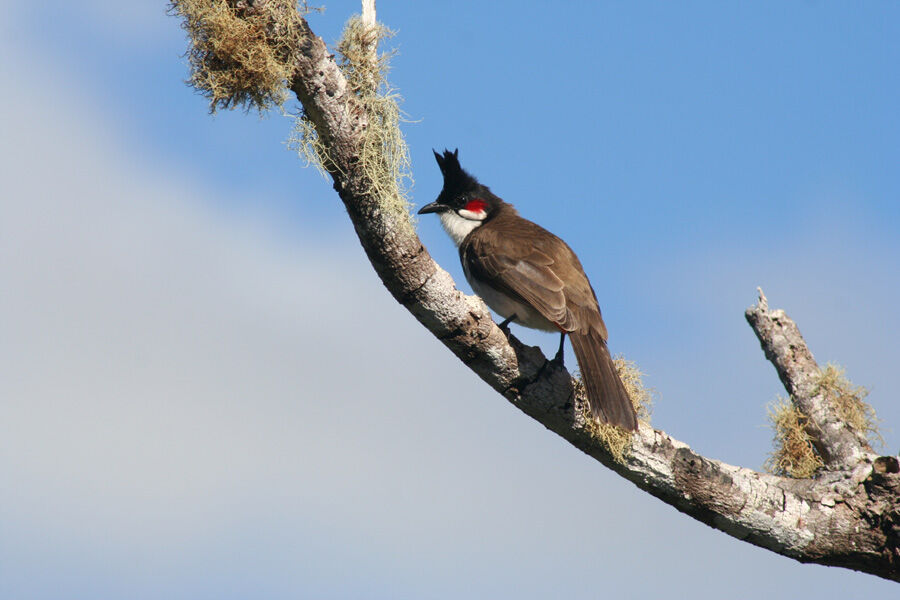 Red-whiskered Bulbul