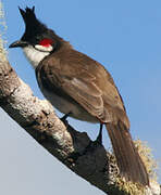 Red-whiskered Bulbul