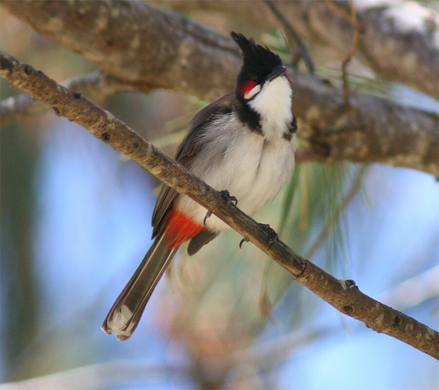 Bulbul orphée