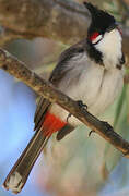 Red-whiskered Bulbul