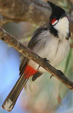 Bulbul orphée