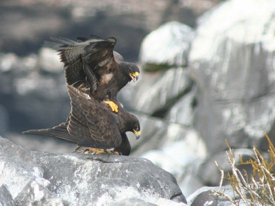 Buse des Galapagos