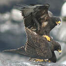 Buse des Galapagos