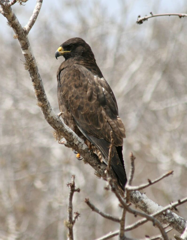 Galapagos Hawk