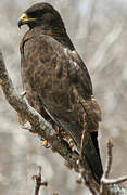 Galapagos Hawk