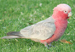 Galah