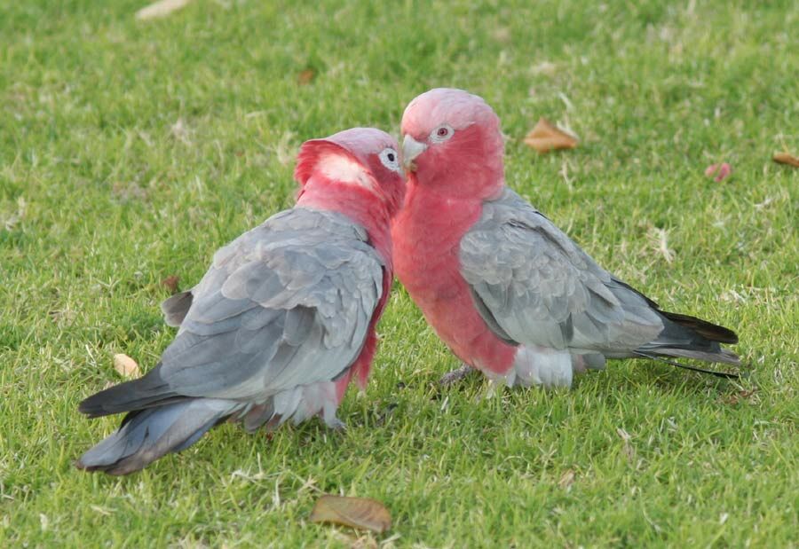 Galah 