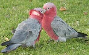 Galah