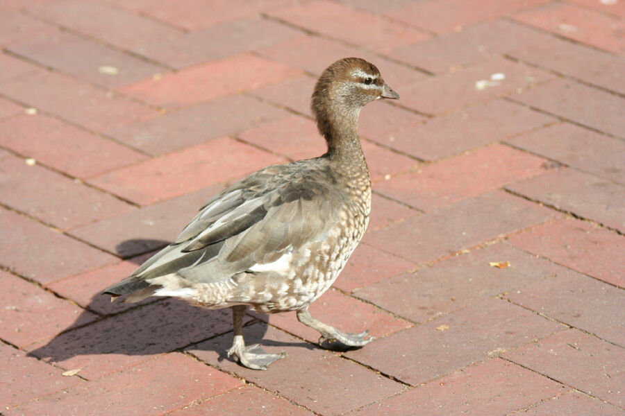 Canard à crinière