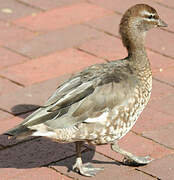 Canard à crinière