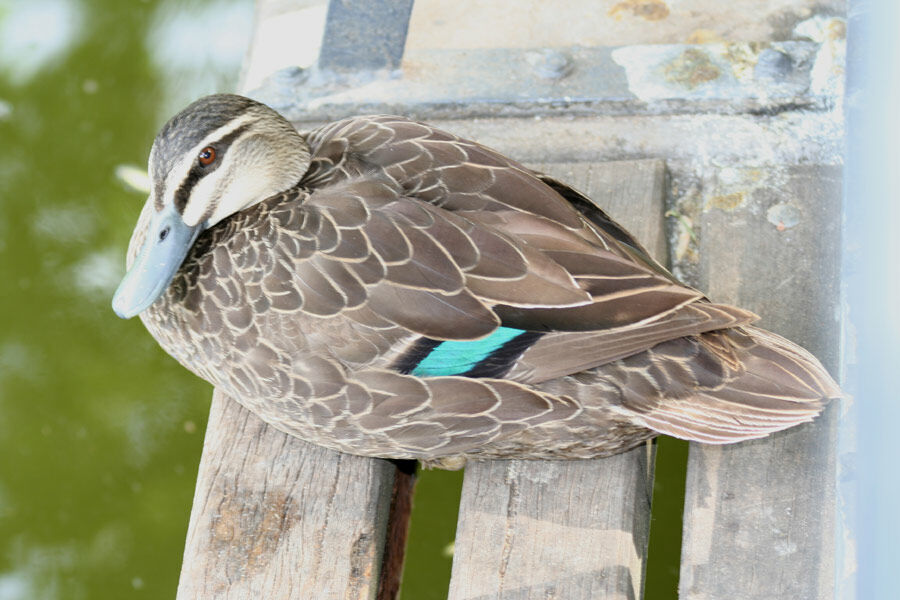 Pacific Black Duck