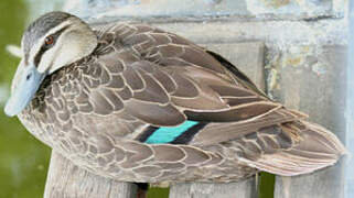 Pacific Black Duck