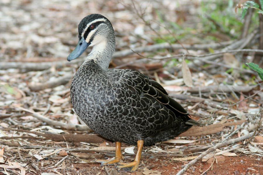 Pacific Black Duck