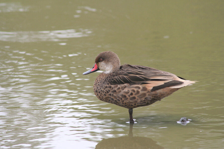 White-cheeked Pintail