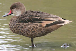 White-cheeked Pintail