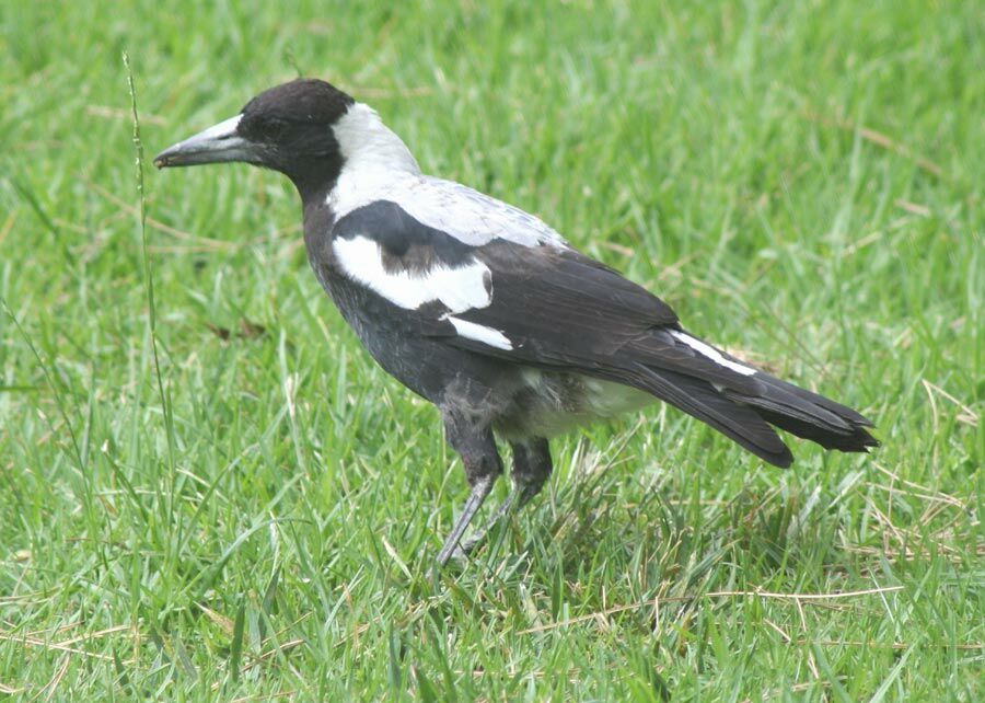 Australian Magpie