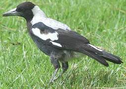 Australian Magpie