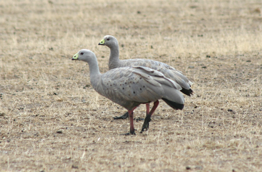 Cape Barren Goose