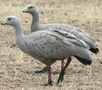 Cape Barren Goose