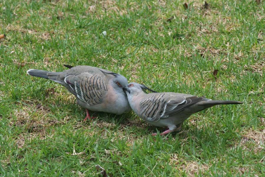 Crested Pigeon 