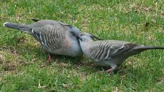 Crested Pigeon