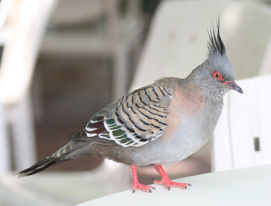 Crested Pigeon