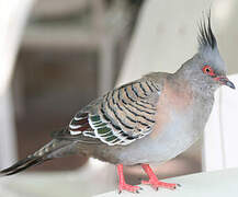 Crested Pigeon