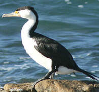 Little Pied Cormorant