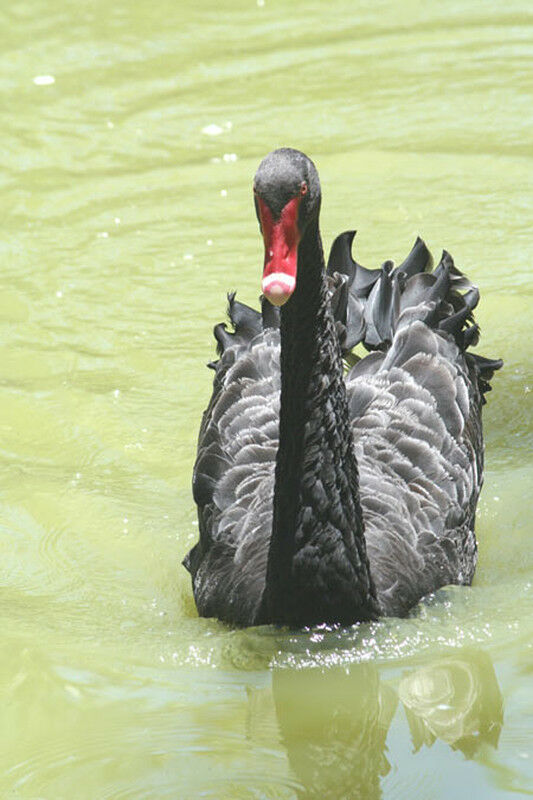 Black Swan