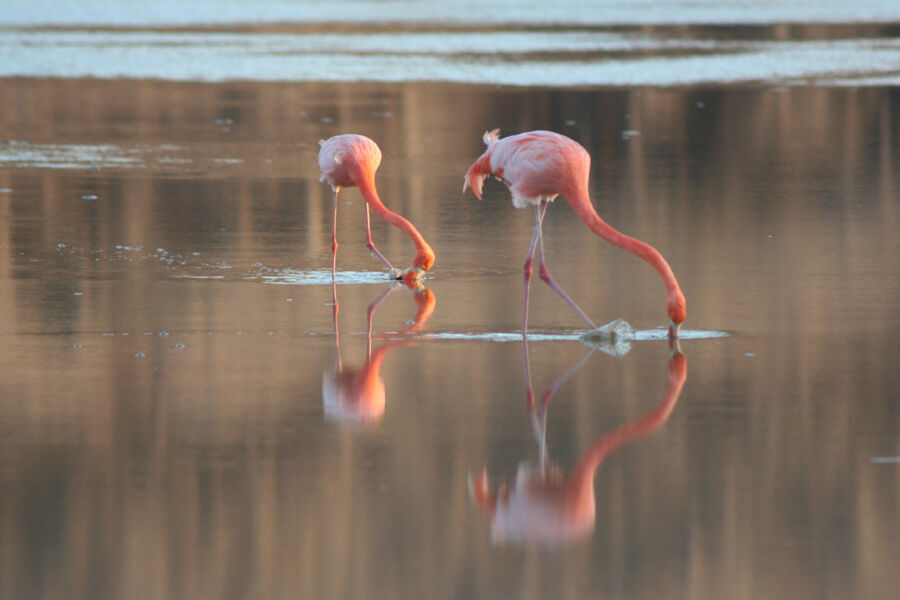 Flamant rose