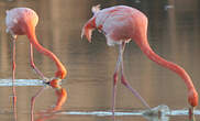 Flamant rose