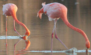 Greater Flamingo