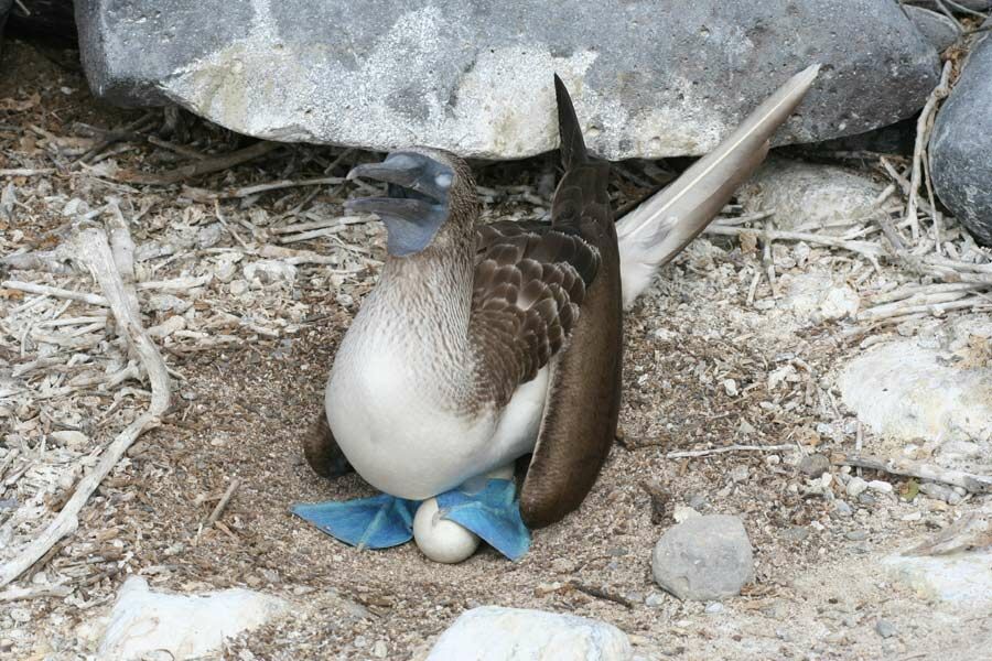 Fou à pieds bleus