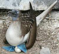 Blue-footed Booby