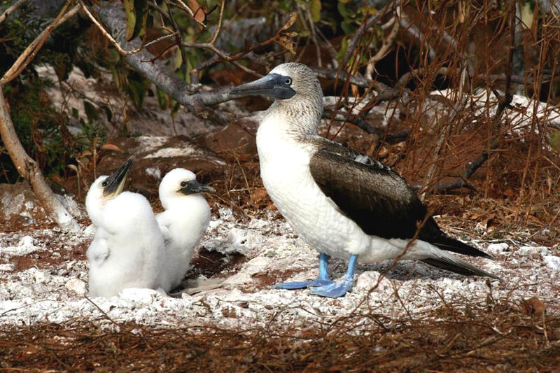 Blue-footed Booby