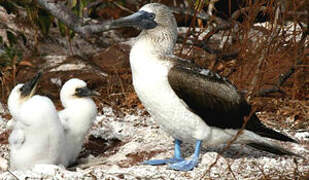 Blue-footed Booby