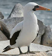 Nazca Booby