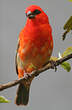 Foudi rouge