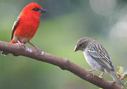 Foudi rouge