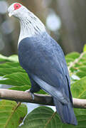 Comoros Blue Pigeon
