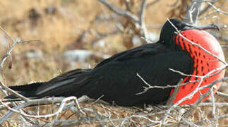 Magnificent Frigatebird