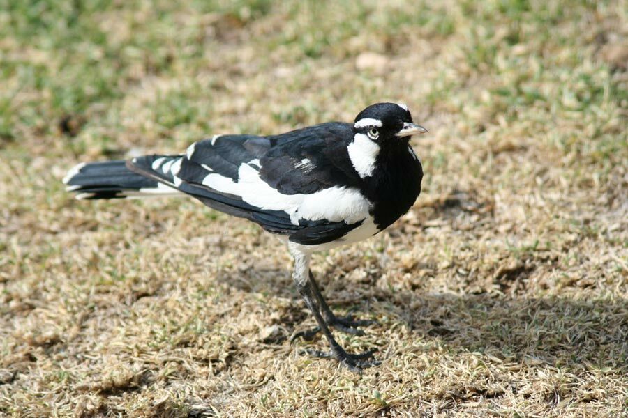 Magpie-lark