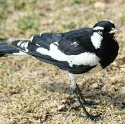 Magpie-lark