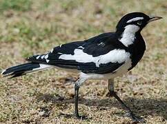 Magpie-lark