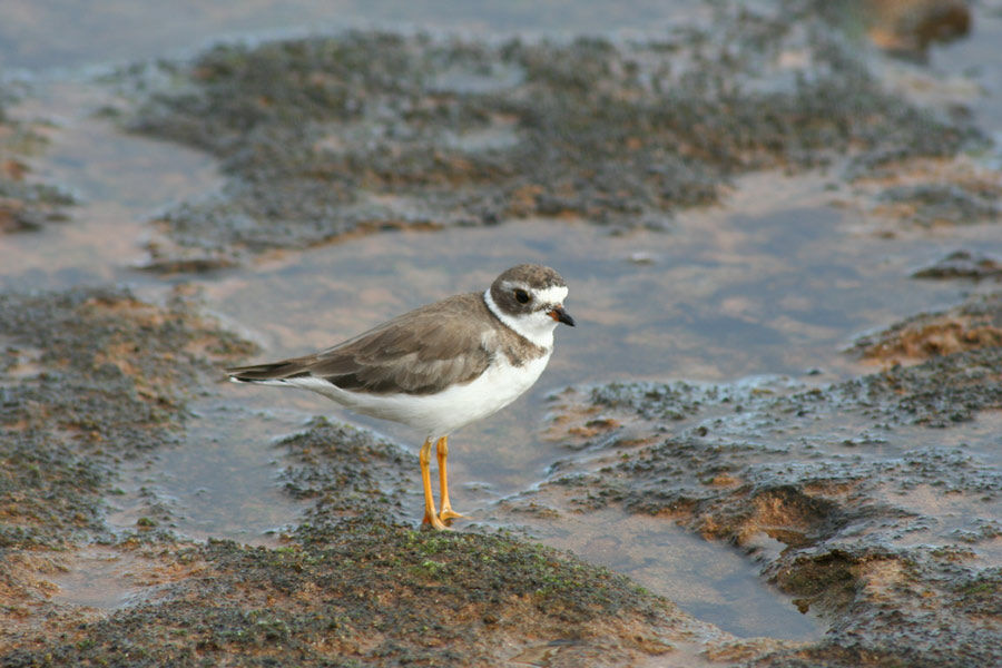 Semipalmated Plover