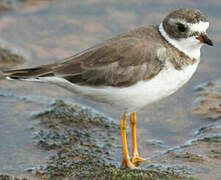 Semipalmated Plover