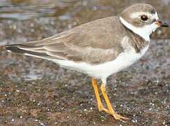 Semipalmated Plover