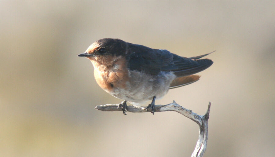 Hirondelle messagère