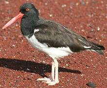 American Oystercatcher