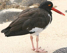 American Oystercatcher